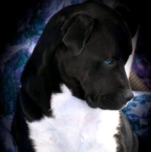 Meet your Posher, Jerry